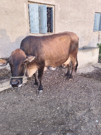 थंबनेल 2