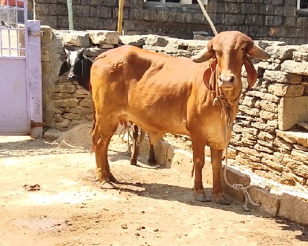 થંબનેલ 3