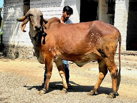 ગાય આપવાની સે