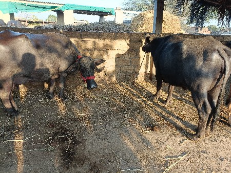 બે, ભેંસ વેચવાની છે