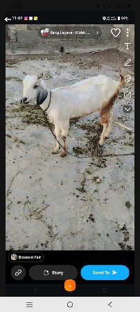 2 bakri ane tena bacha vechvanam