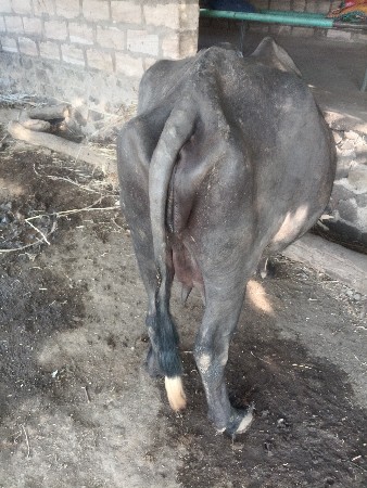 થંબનેલ 2