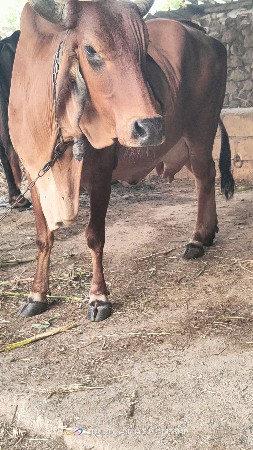 ગાય વેચવાની છે