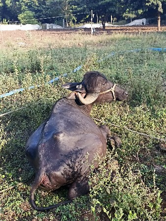 પાડો વેચવાનો છે 2.5 વરસનો છે