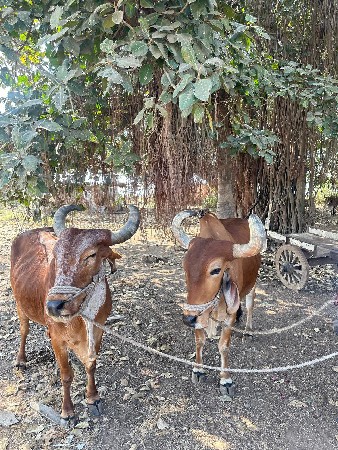 બળદ ગોઢલા વેચવાના છે.