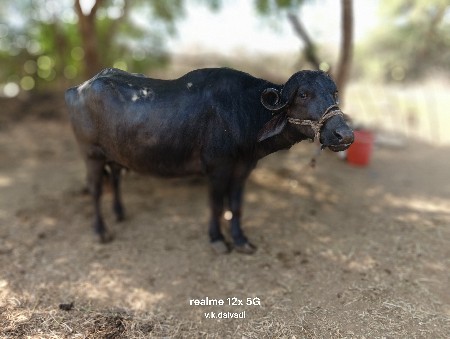 थंबनेल 3