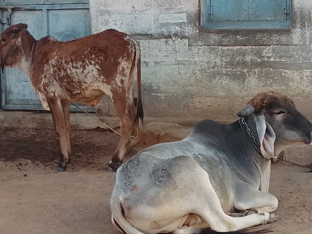 थंबनेल 2