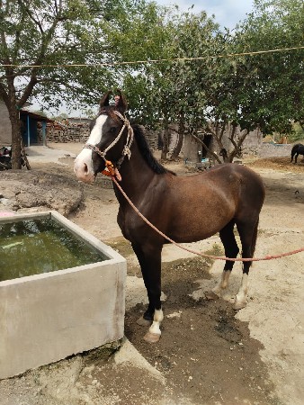 વછેરી બે દાતે છે