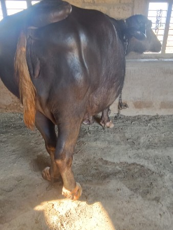 ભેશ વેસવાની છે