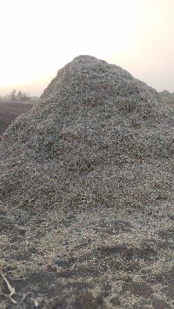 માંડવીનો ભૂકો