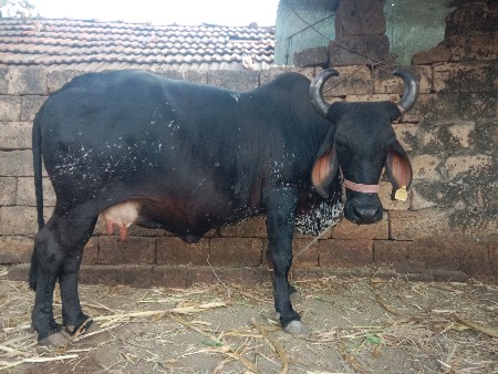 थंबनेल 2