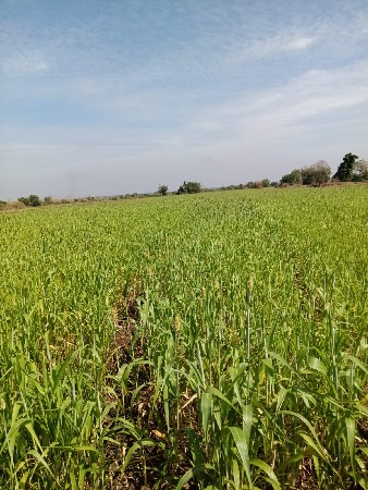 જાર વેચવાનીછે