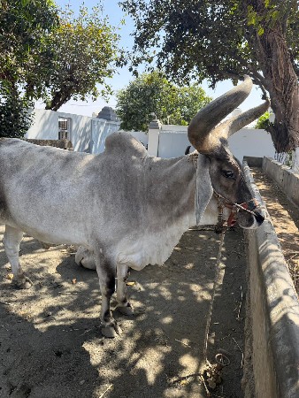 थंबनेल 2