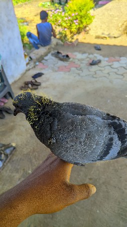 કબૂતર વેચવાના છે