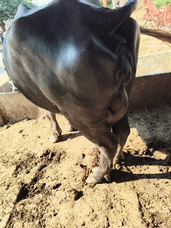 ભેંસ વેચવાની છે વેતર ત્રીજો