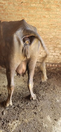 ભેંસ વેચવાની છે