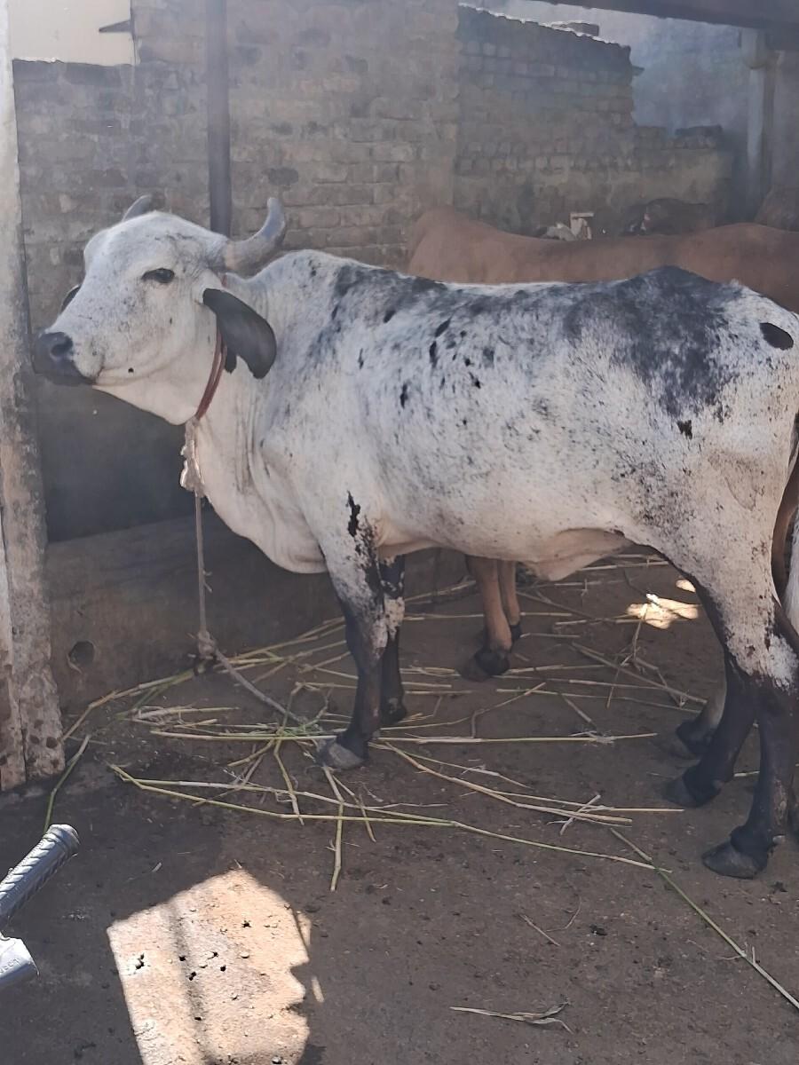 થંબનેલ 2