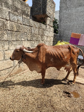 થંબનેલ 2