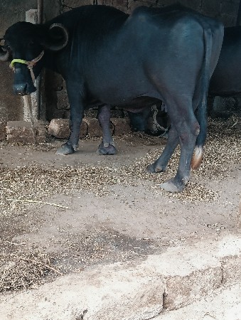 ભેંસ વેચવાની છે વેતર ૩