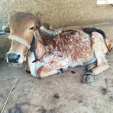 ગીર ગાય વેચવા ની છે