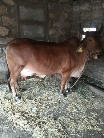 ગાય વેચવા ની છે