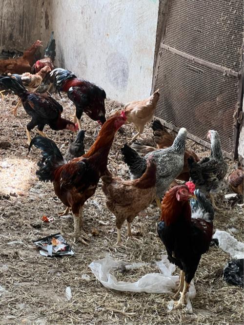 Asil murga
Asil murgi