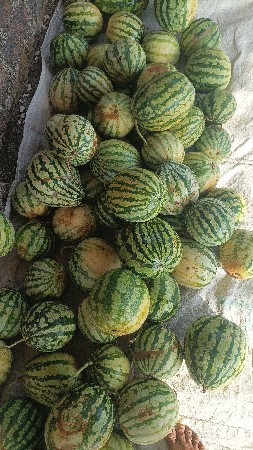 તરબુચ ની કાચરી  આપવાની છે