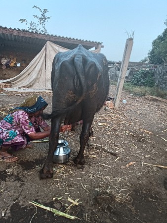 થંબનેલ 3