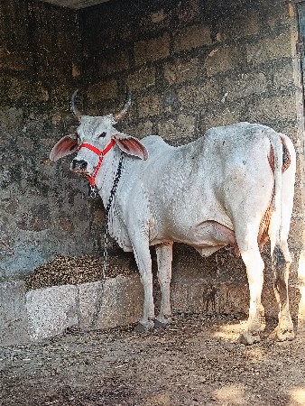 थंबनेल 3