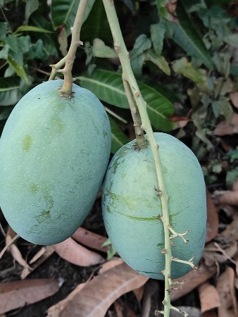 બઞિશોઈજારાથિઆપવાનોછે