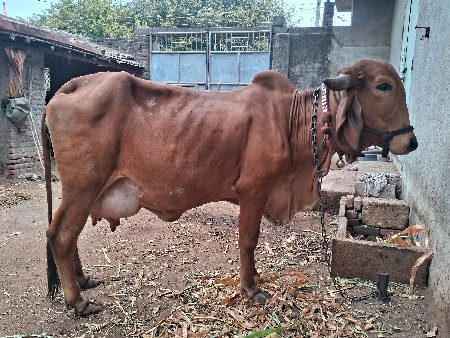 થંબનેલ 3