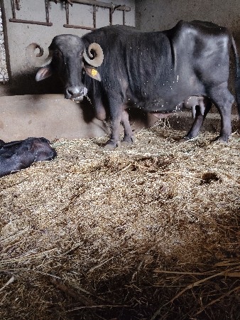 થંબનેલ 2