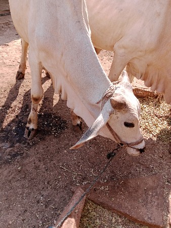 थंबनेल 3