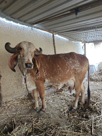 ગીર ગાય વેચવાની છે
