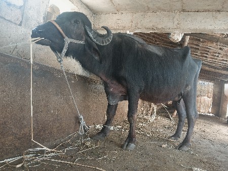 थंबनेल 2