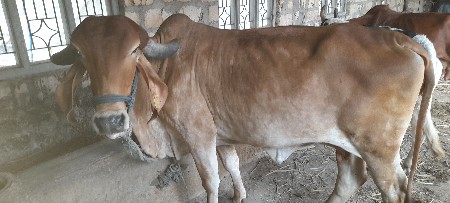 થંબનેલ 2