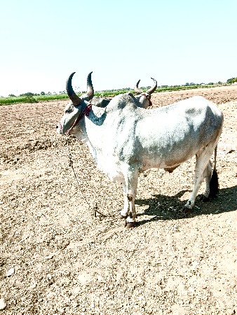 थंबनेल 2