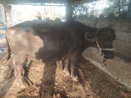 ભેસ વેચવાની છે