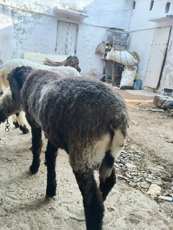 થંબનેલ 3