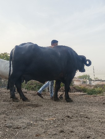 થંબનેલ 3