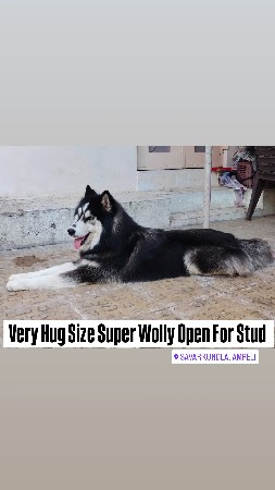 થંબનેલ 3