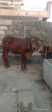 थंबनेल 3