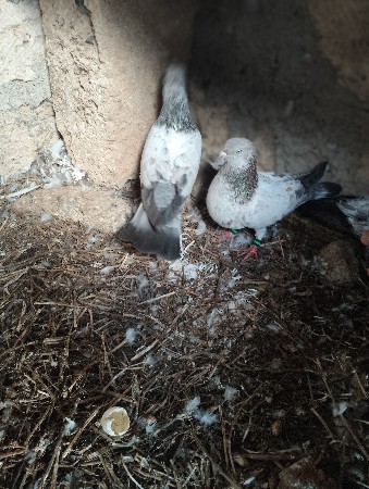 થંબનેલ 2