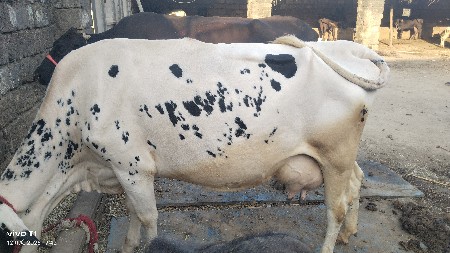 ગાય વેચવાની