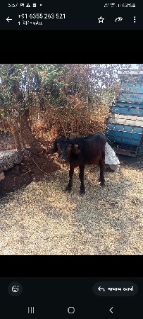 પાડીવેસવાનીસે