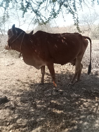 થંબનેલ 3