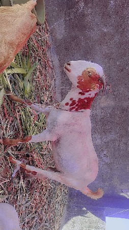 1 barbari bakri 1 gidedi