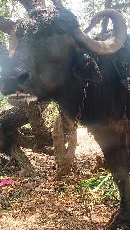 વેચવાની છે