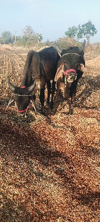 ગોંડલા વેચવાના છે