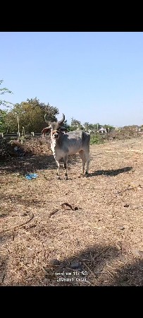 તન ગાયુ વેચવાની છે